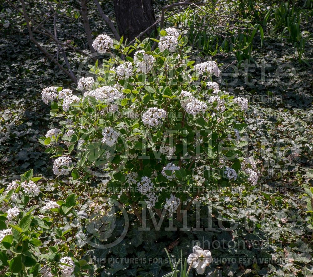 Viburnum Sugar n' Spice (Viburnum) 1  